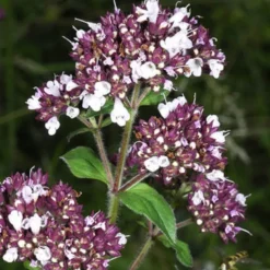 6 x origan commun - origanum vulgare - godet 9x9 cm