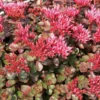 6 x orpin spurium - sedum spurium 'fuldaglut' - godet 9x9 cm