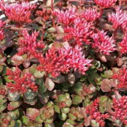 6 x orpin spurium - sedum spurium 'fuldaglut' - godet 9x9 cm
