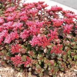 6 x orpin spurium - sedum spurium 'fuldaglut' - godet 9x9 cm