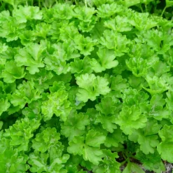 6 x persil plat - petroselinum crispum - godet 9x9 cm