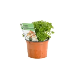 6 x persil plat - petroselinum crispum - godet 9x9 cm
