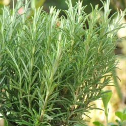 6 x romarin officinal - rosmarinus officinalis - godet 9x9 cm