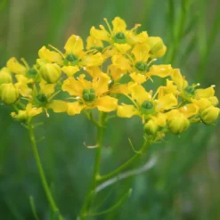 6 x rue - ruta graveolens - godet 9x9 cm