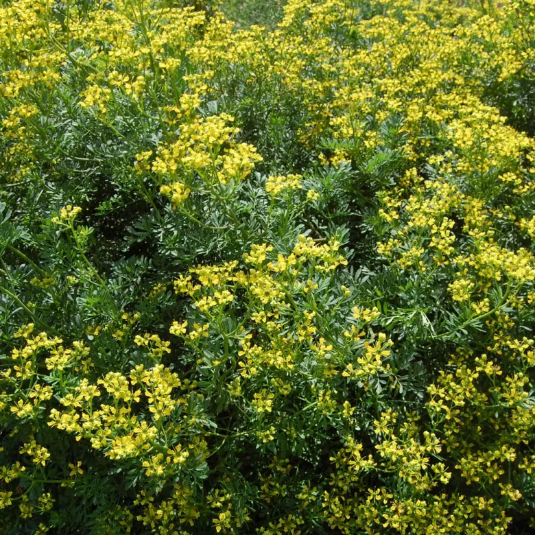 6 x rue - ruta graveolens - godet 9x9 cm