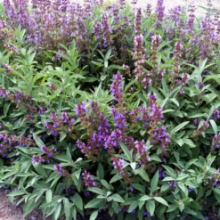 6 x sauge officinale - salvia officinalis - godet 9x9 cm
