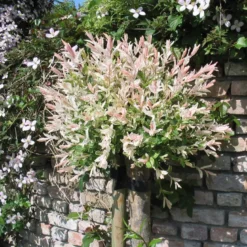 2 x saule du japon - salix integra 'hakuro nishiki' - 40-50 cm pot