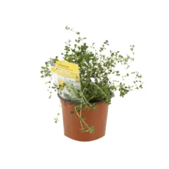 6 x thym citron - thymus citriodorus - godet 9x9 cm