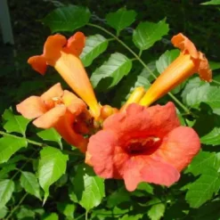 2 x trompette de virginie - campsis radicans 'flamenco' - 50-60 cm pot