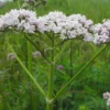 6 x valériane officinale - valeriana officinalis - godet 9x9 cm