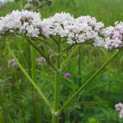 6 x valériane officinale - valeriana officinalis - godet 9x9 cm