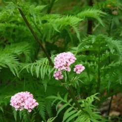 6 x valériane officinale - valeriana officinalis - godet 9x9 cm
