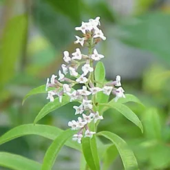 6 x verveine citronnelle - aloysia triphylla (= lippia) - godet 9x9 cm