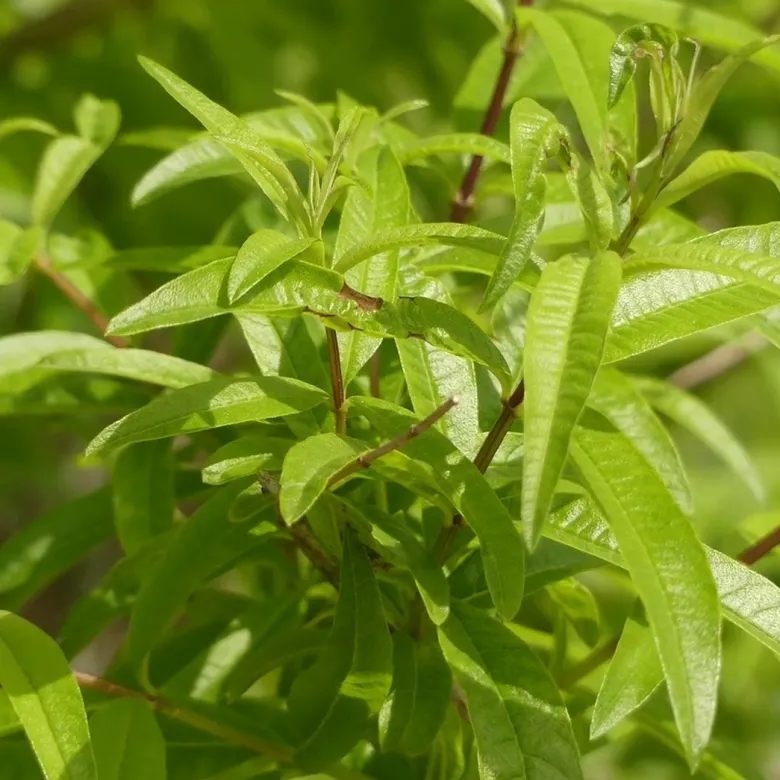 6 x verveine citronnelle - aloysia triphylla (= lippia) - godet 9x9 cm