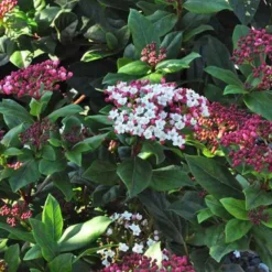 2 x viorne tin, laurier tin - viburnum tinus 'gwenllian' - 25-30 cm pot