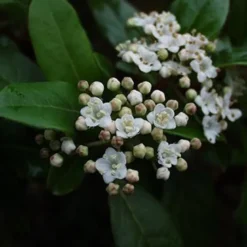 2 x viorne tin, laurier tin - viburnum tinus 'gwenllian' - 25-30 cm pot