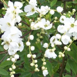 2 x voiles de mariée - exochorda 'the bride' - 50-60 cm pot