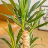 Yucca sans cache-pot