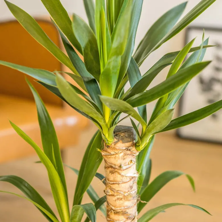 Yucca sans cache-pot