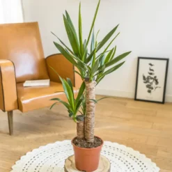 Yucca sans cache-pot
