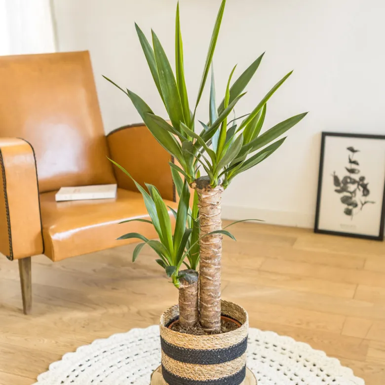 Yucca sans cache-pot
