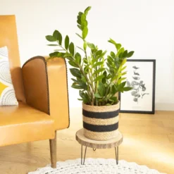 Zamioculcas + cache-pot