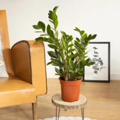 Zamioculcas + cache-pot