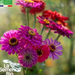 Zinnia bio