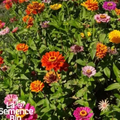 Zinnia bio