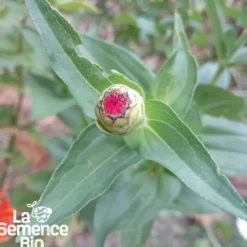 Zinnia bio